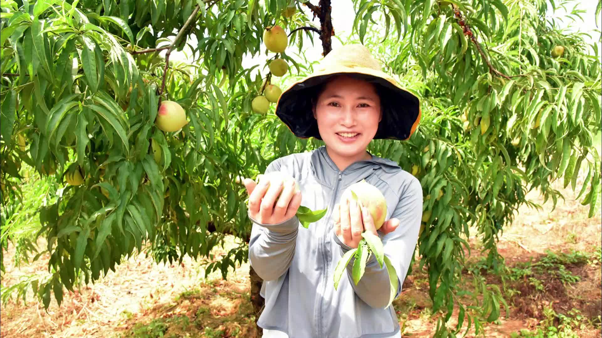 又脆又甜！快来月华村摘桃子