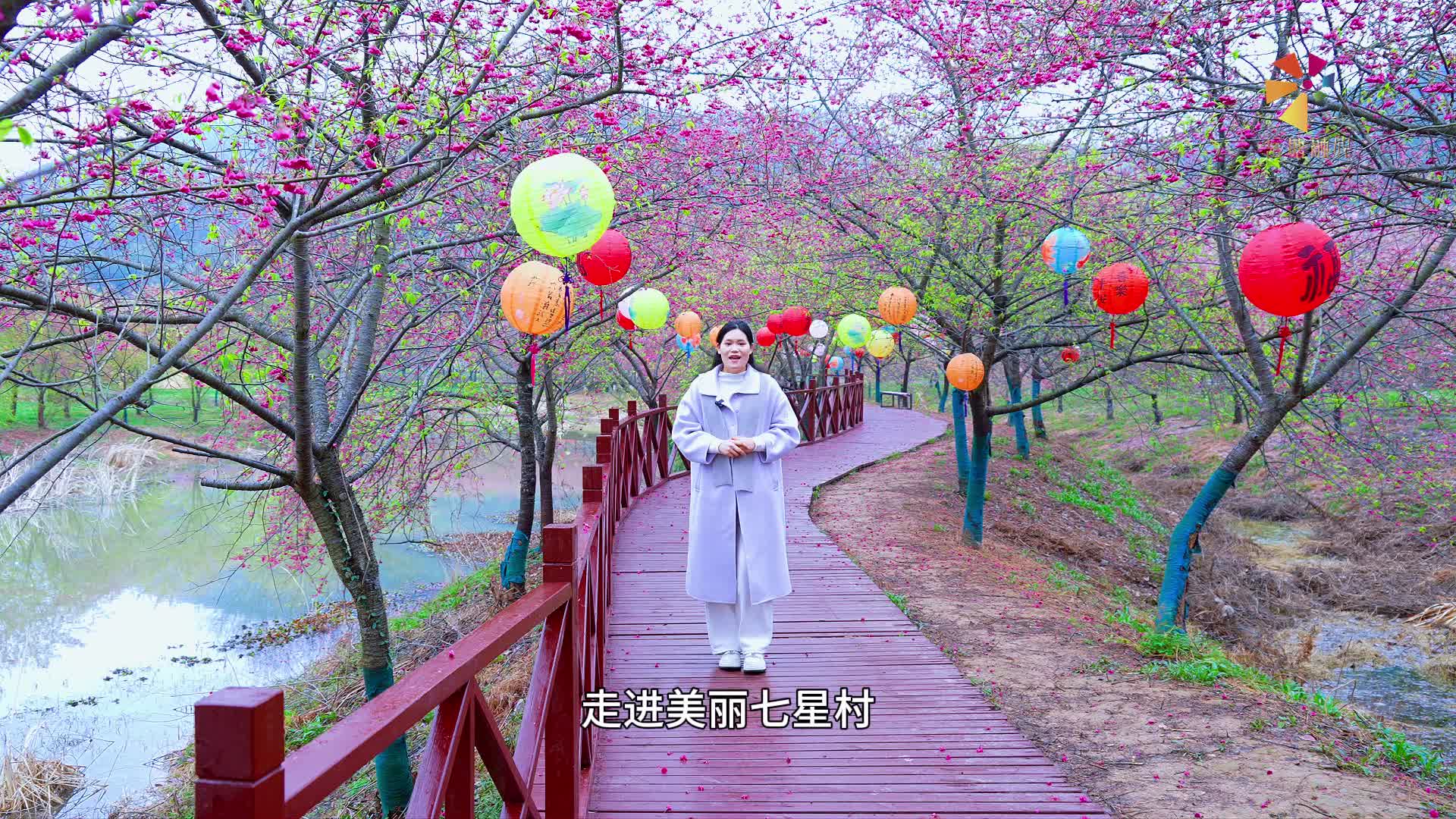 文旅新區(qū) 多彩岳塘丨來(lái)七星村，賞櫻花、品咖啡，盡享綠心好春光