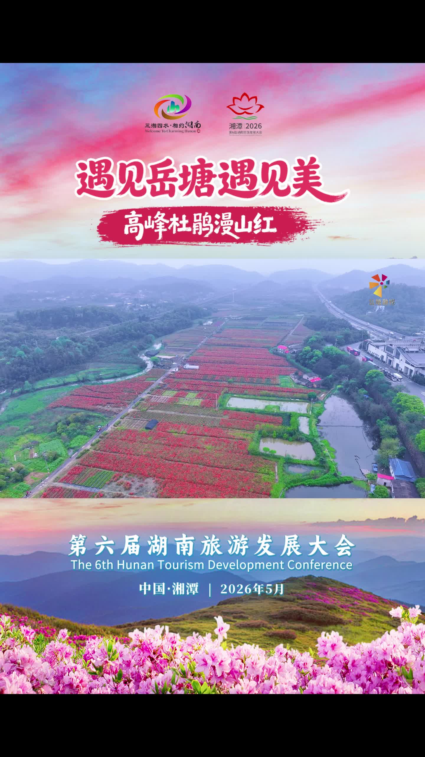 遇見岳塘遇見美丨高峰杜鵑漫山紅