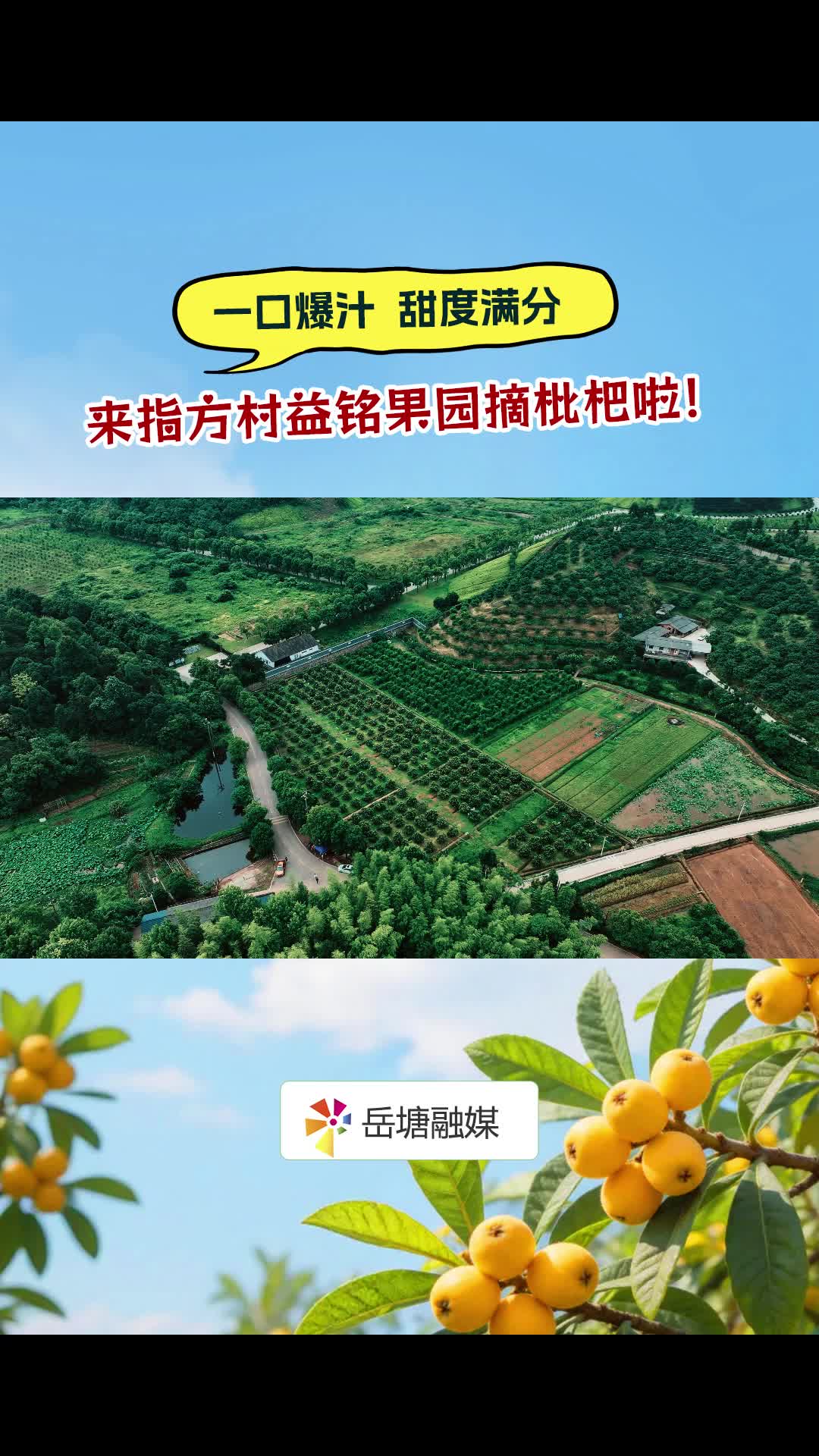 一口爆汁，甜度满分！来指方村益铭果园摘枇杷啦！