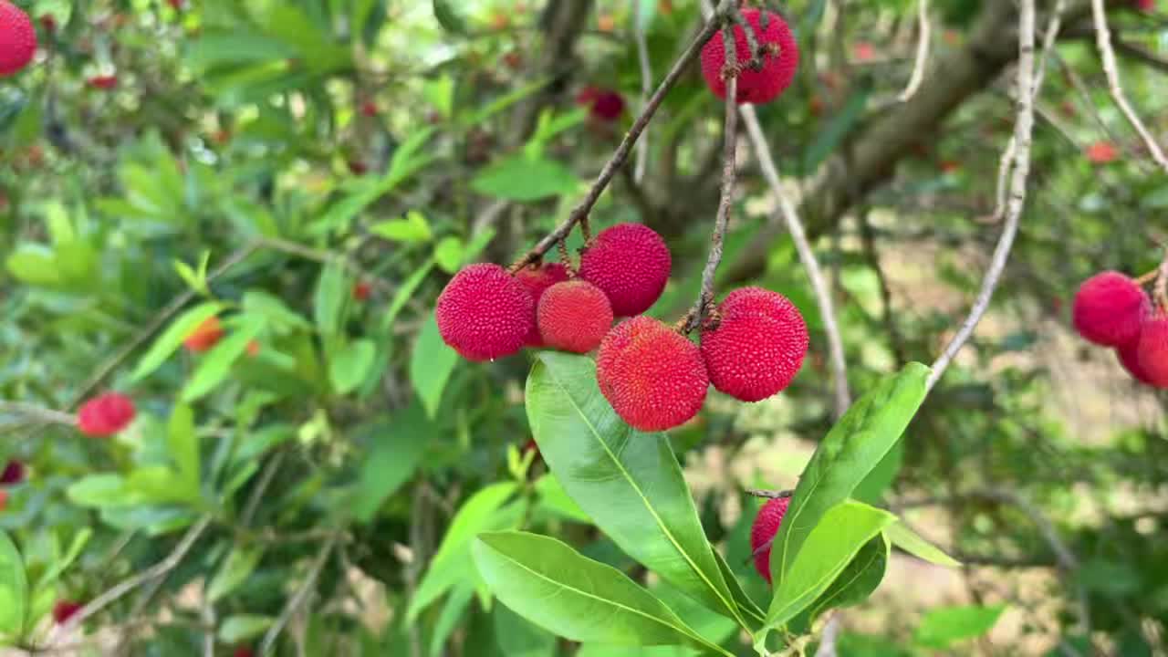 遇见岳塘遇见美 |“梅”好生活采摘季，快来岳塘区指方村采摘新鲜杨梅吧！