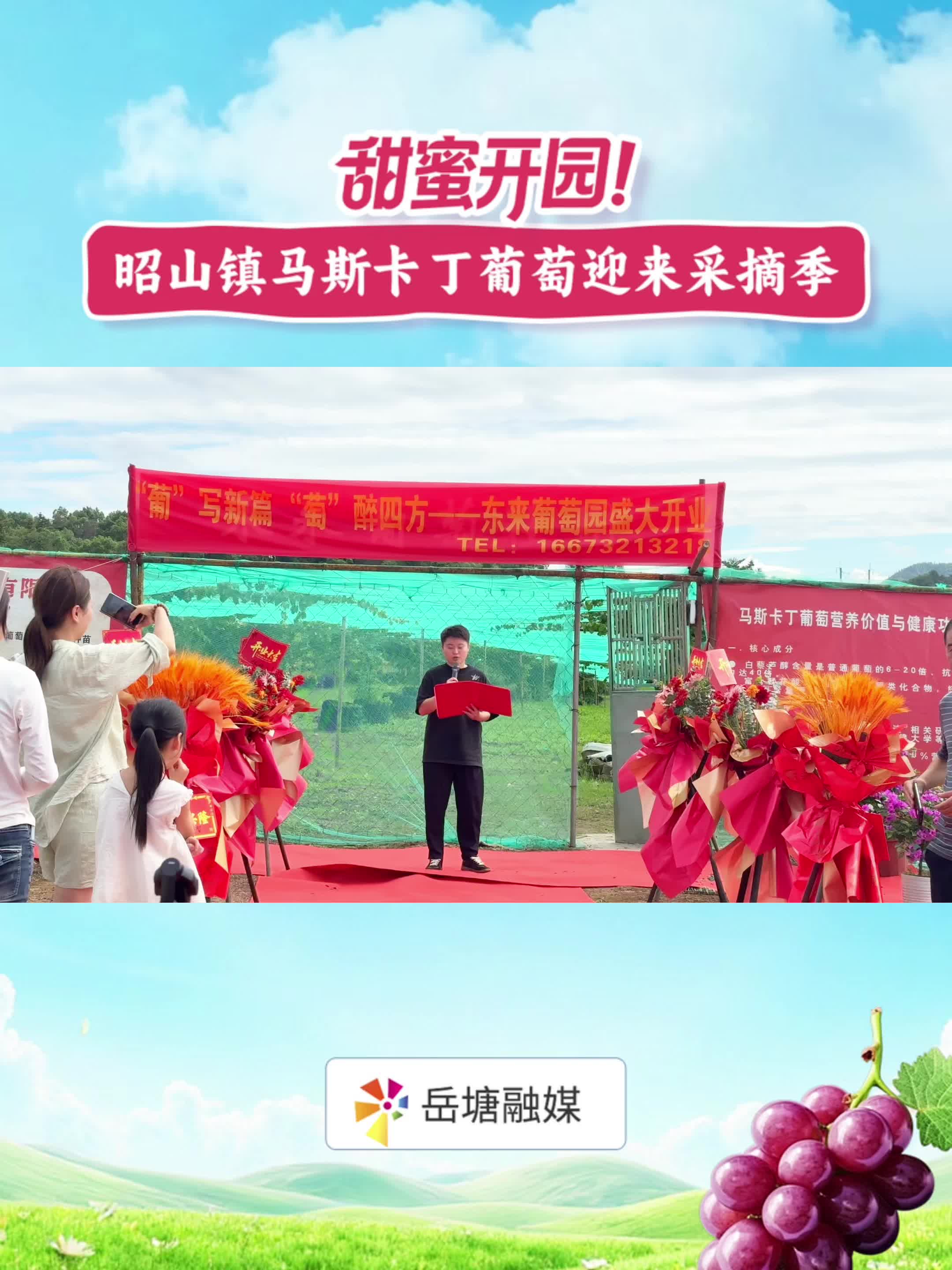 甜蜜开园！昭山镇马斯卡丁葡萄迎来采摘季