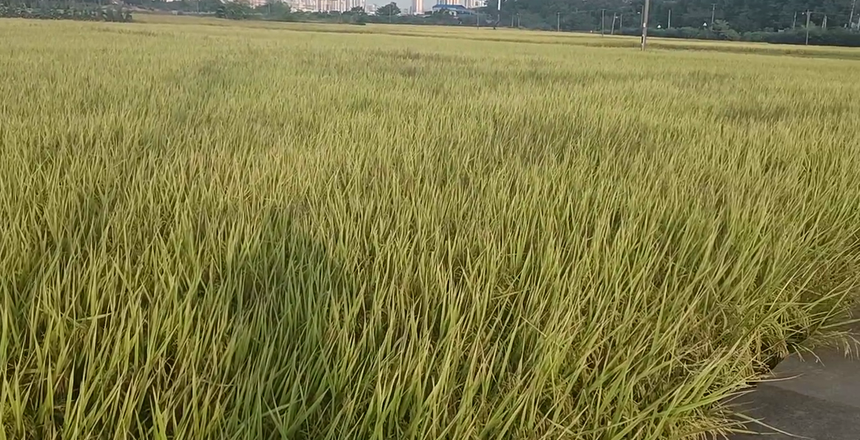 秋分至 荷塘街道一片豐收的景象