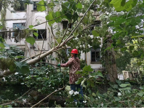 我為群眾辦實事 紗廠街社區(qū)及時處置傾倒枯樹除隱患