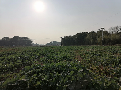 金群村：300余畝油菜助力美麗鄉(xiāng)村建設(shè)