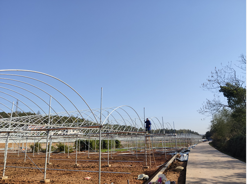 田間地頭春耕忙 蔬菜種植助增收