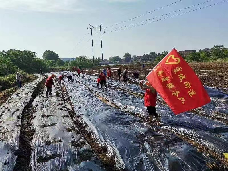 五星村開展“助農(nóng)春耕 青春有我”志愿服務(wù)活動