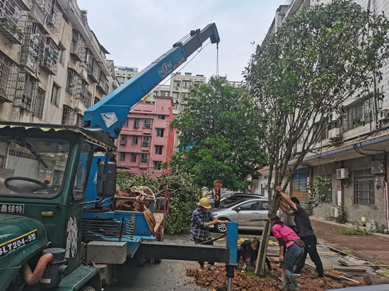 湖湘社區(qū)“植樹(shù)添綠”為深文增輝