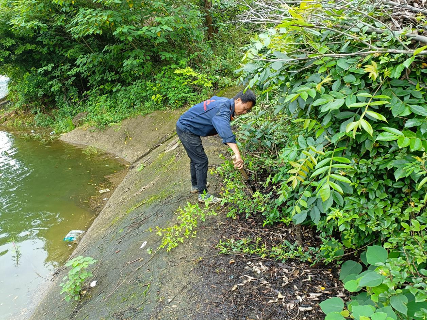 昭山鎮(zhèn)開展東風(fēng)水庫溢洪道植被清理行動