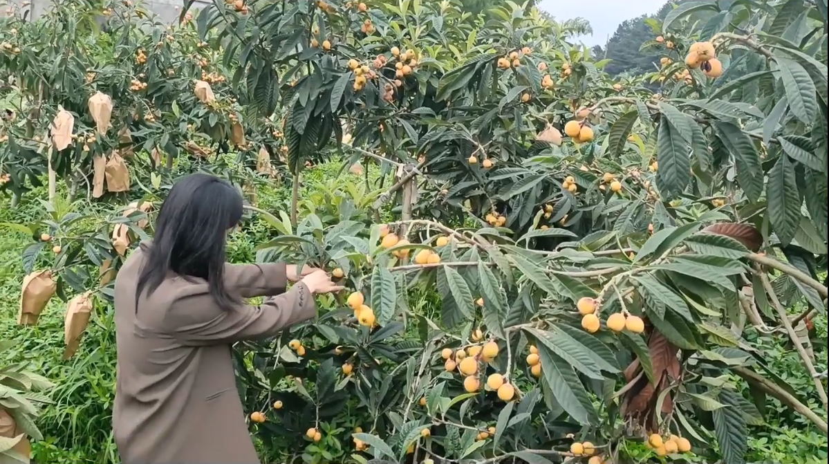 荷塘村：五星枇杷大豐收 鄉(xiāng)村振興有盼頭