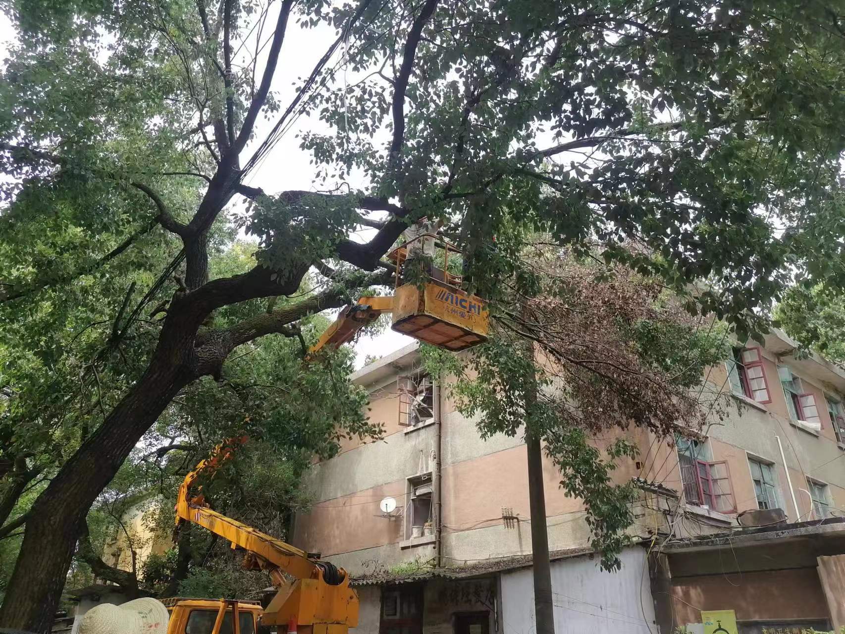 市風(fēng)景園林中心：砍伐枯死樹(shù)木 消除安全隱患