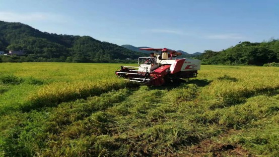 昭山鎮(zhèn)白鶴村早稻收割不用愁 全程機(jī)械化確保顆粒歸倉