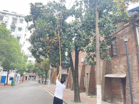 金耐社區(qū)及時處理斷裂樹枝除隱患