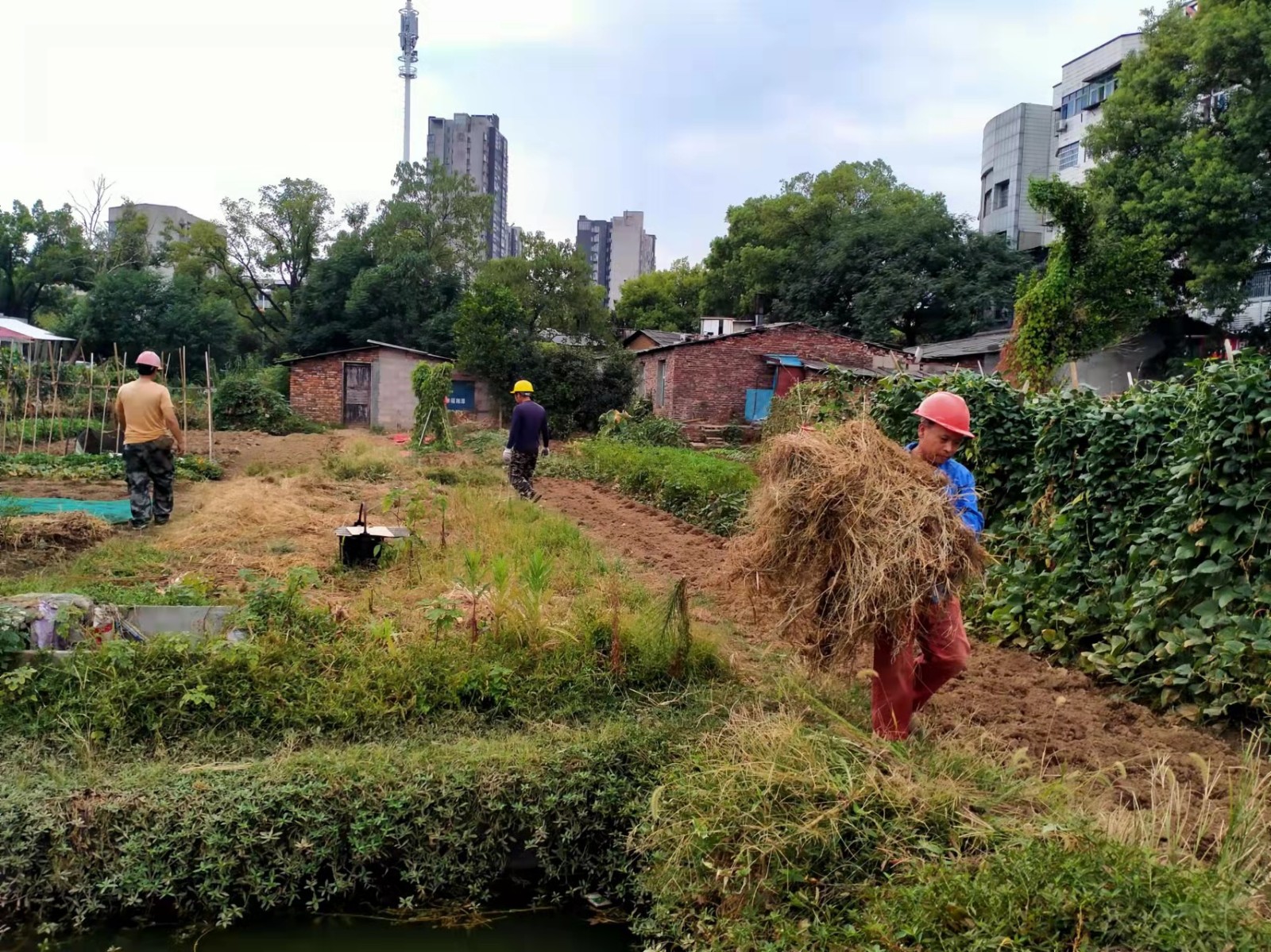 書(shū)院路街道：清理菜地雜草，助力“利劍”行動(dòng)