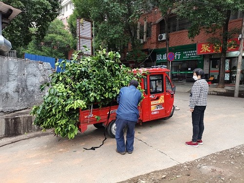 人行道樹枝掉落 葩金社區(qū)緊急處理