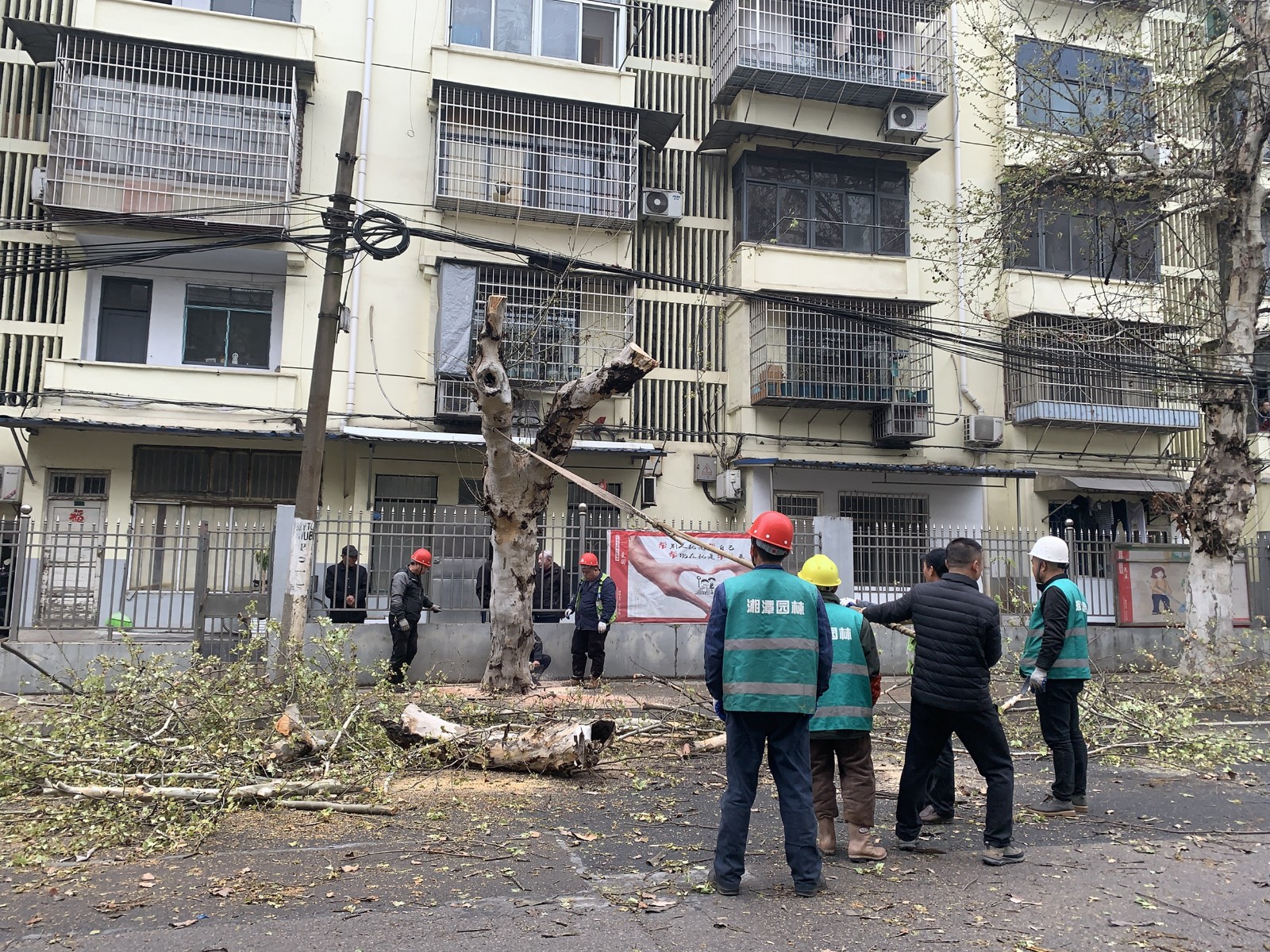 九洲社區(qū)居民代表迅速出擊 清理危樹除隱患