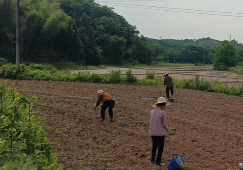 指方村治理耕地拋荒