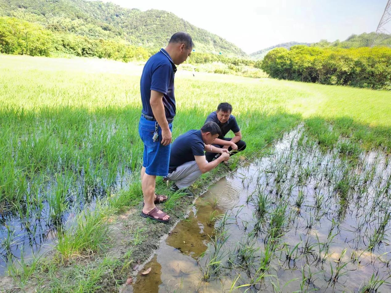 昭山鎮(zhèn)：農(nóng)技專家“把脈問診” 促進(jìn)水稻增產(chǎn)豐收