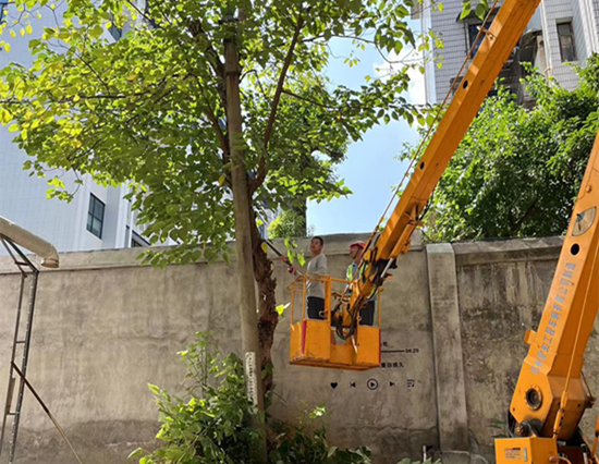 建設(shè)路街道聯(lián)合住建部門砍伐危樹(shù)消除隱患