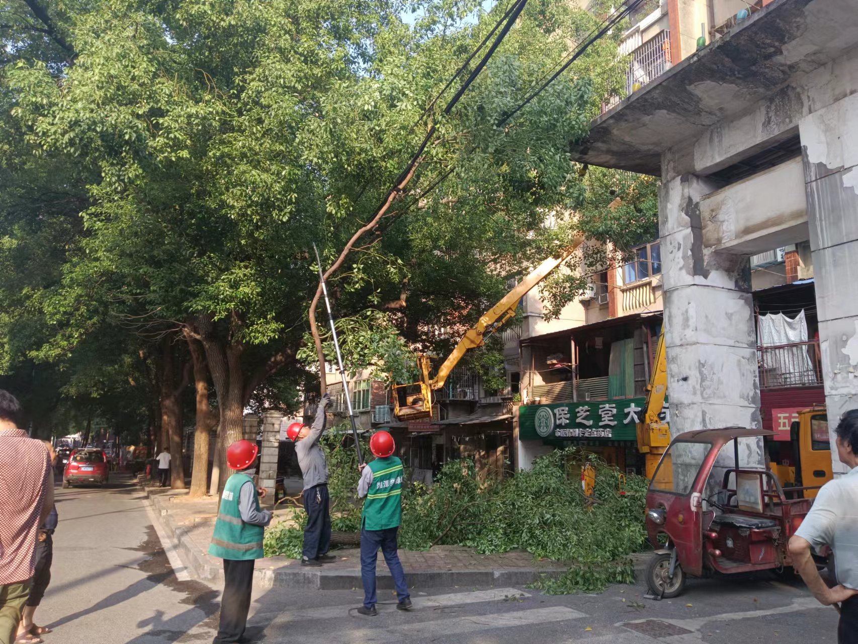 曉塘社區(qū)：人大代表高效處置樹木險情 讓群眾心聲“落地開花”