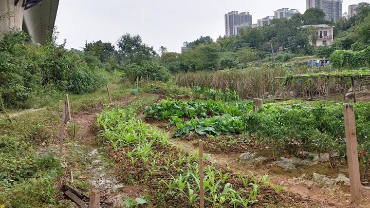 昭山鎮(zhèn)路口社區(qū)：“黨建引領(lǐng)＋網(wǎng)格作戰(zhàn)”激活環(huán)境整治“紅色動(dòng)能”