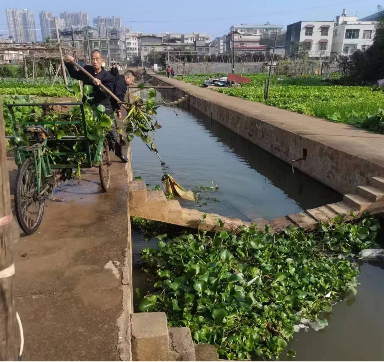 橋?yàn)成鐓^(qū)板塘合作社：打撈水葫蘆 美化生態(tài)環(huán)境