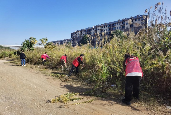 新民村新時(shí)代文明實(shí)踐站：清除“一枝黃花”  筑牢生態(tài)屏障