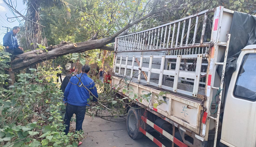 竹埠村：快速清除枯树“路障” 保障村民出行安全