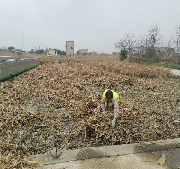 霞城街道开展河道沟渠水生植物专项清理