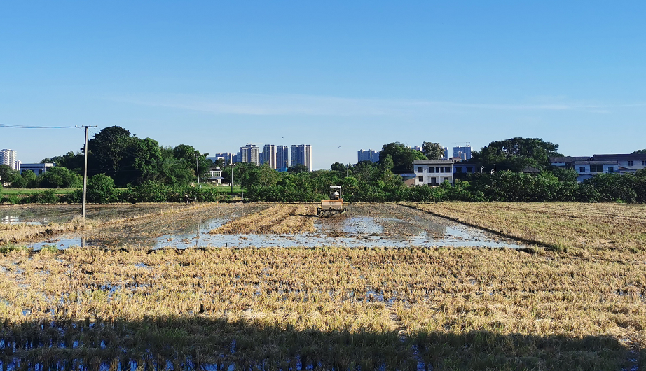 荷塘街道：盛夏高溫至 雙搶正當時