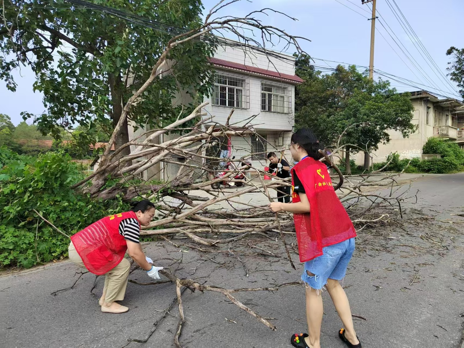 紗廠街社區(qū)：清理枯死樹木 確保路暢人安