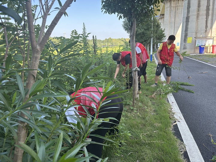昭山鎮(zhèn)紅旗村：清理“一枝黃花” 守護(hù)生態(tài)安全