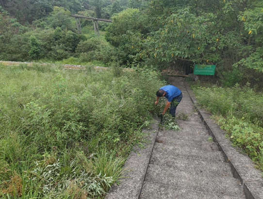 荷塘街道開展水庫周邊砍青行動