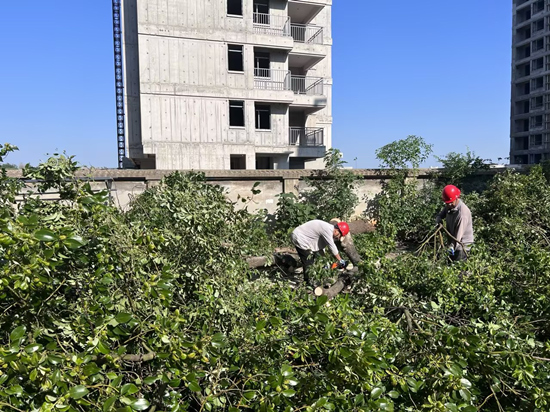 向陽社區(qū)：樹木倒伏存隱患 “三長”助力保平安