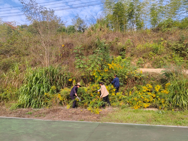 幸福村清除“加拿大一枝黃花” 守護生態(tài)安全