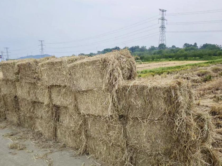 法華村：一田多用顯成效  稻菜輪作促增收