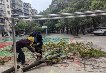 鐵園社區(qū)：清理倒塌樹(shù)木  消除安全隱患