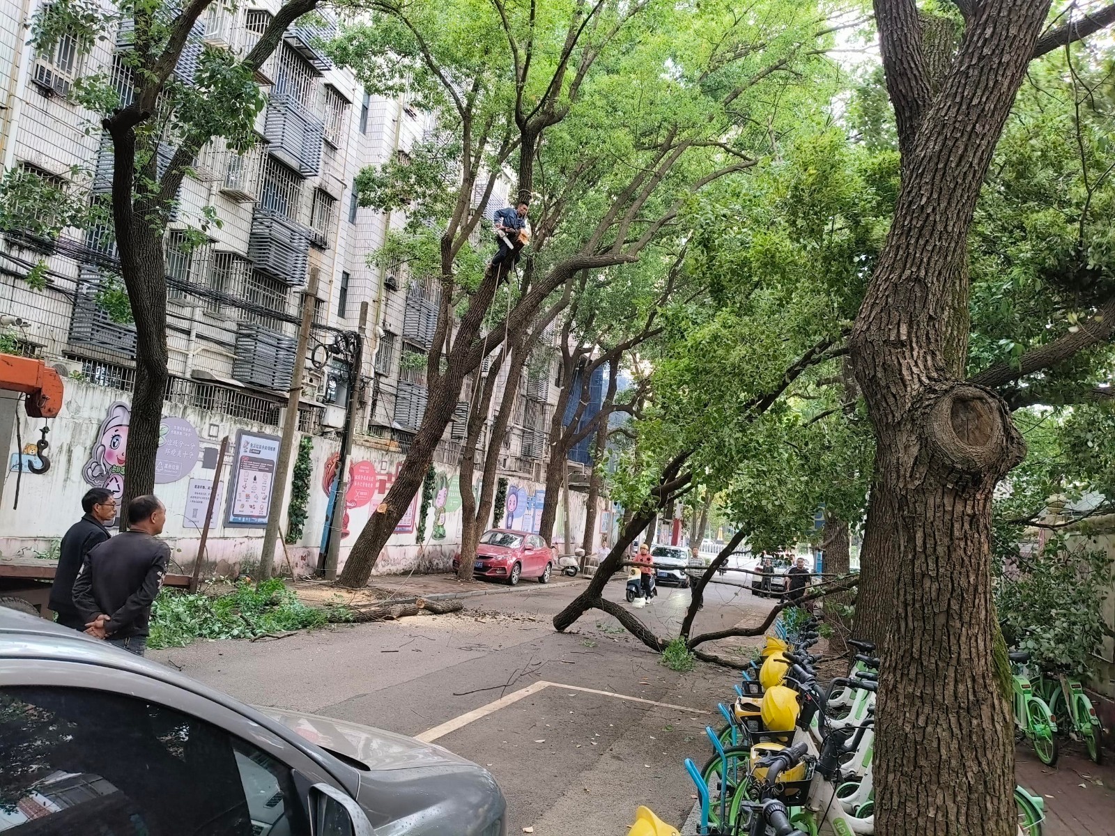 書院路街道：多級(jí)聯(lián)動(dòng)排危樹 織密雨季防護(hù)網(wǎng)