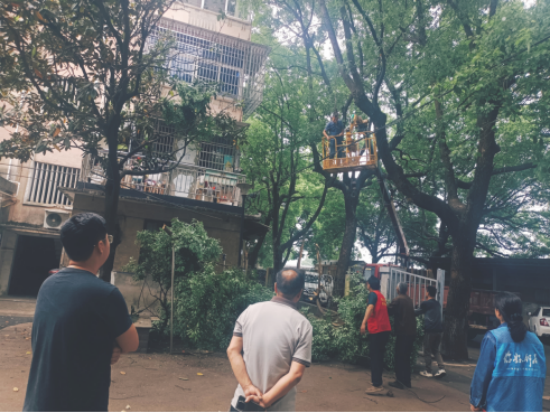 金耐社區(qū)：修剪樹(shù)枝除隱患 安全守護(hù)解民憂