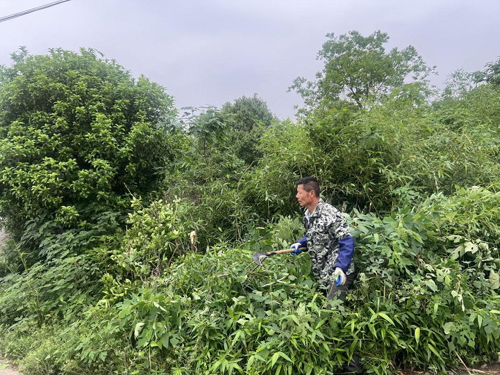 昭山鎮(zhèn)蒿塘村：同心協(xié)力除雜草 道路清障保通暢