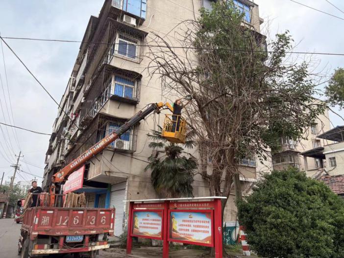 鴉雀塘社區(qū)：砍伐危樹除隱患 安全護(hù)行解民憂