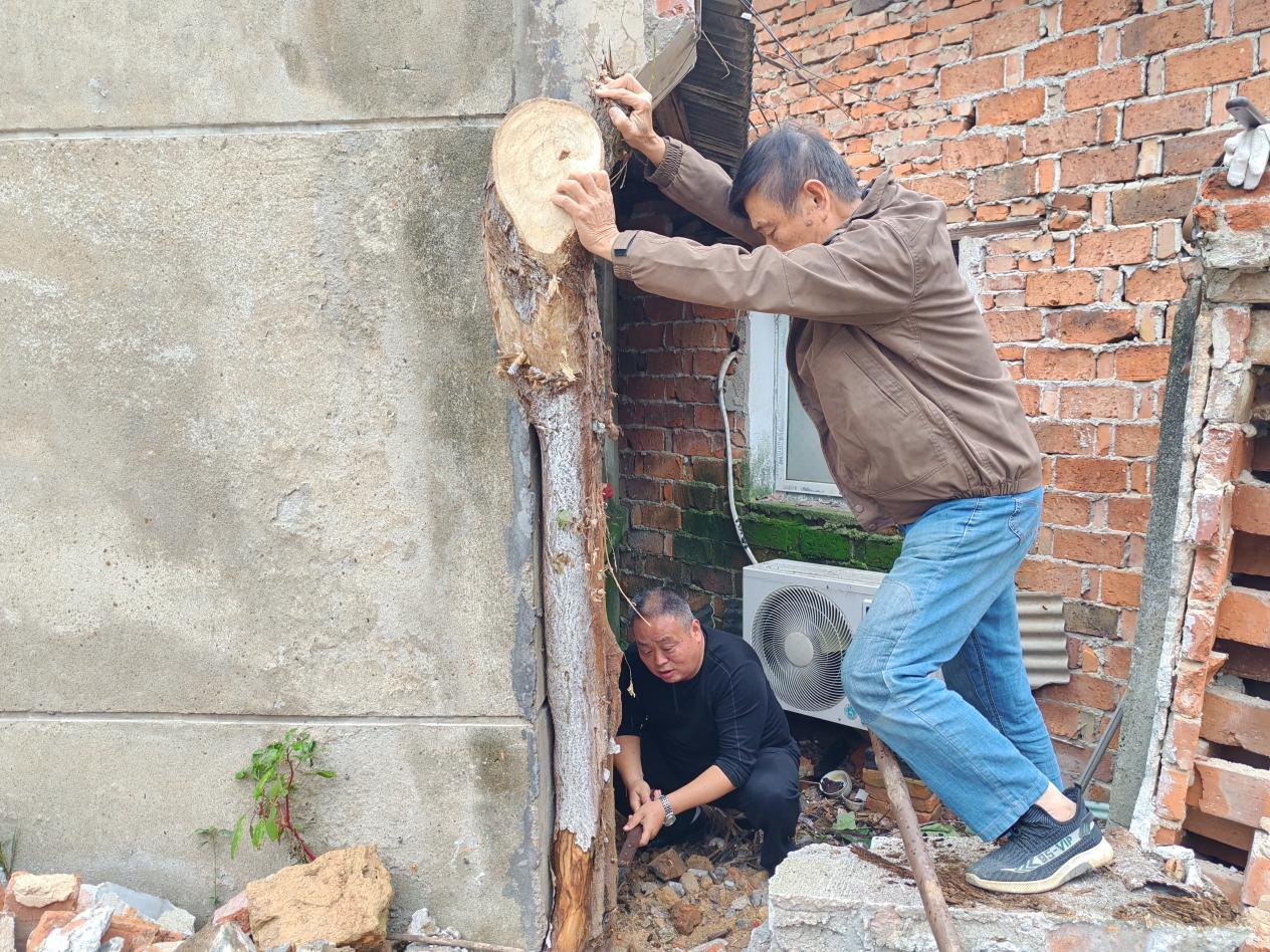 晓塘社区：联点单位在职党员清除危树解民忧