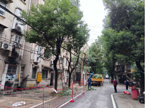 学卫社区高效处置树木隐患 筑牢安全防线