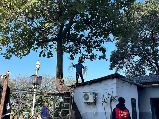 向阳社区：倾斜树木成隐患 社区砍树解民忧