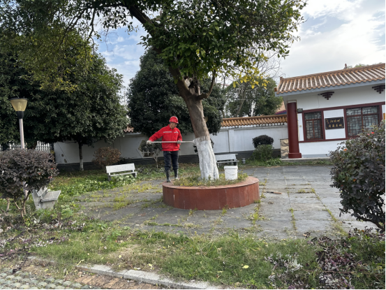 阳塘村开展冬季树木刷白防护工作