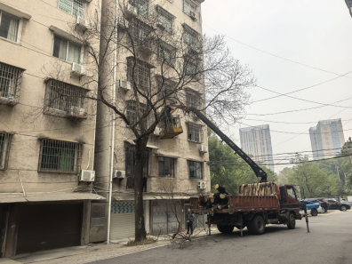 鐵園社區(qū)：主動(dòng)排查清隱患  枯樹“下崗”保平安