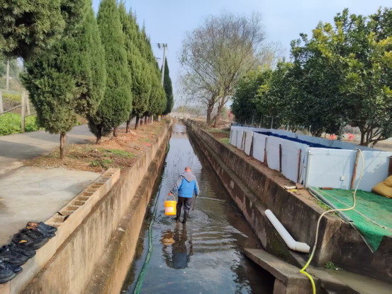 桥湾社区：沟渠清理焕新颜  绘就水清岸绿宜居画卷