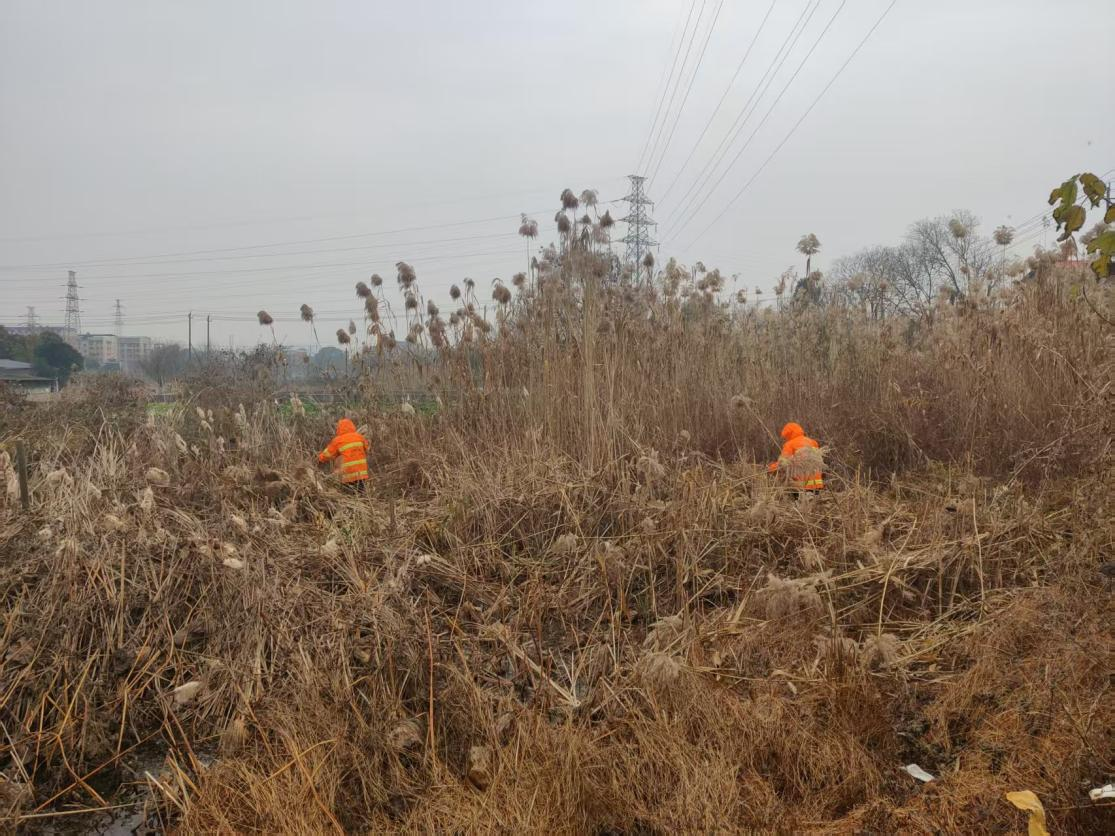 霞城村清理蘆葦隱患 扮靚鄉(xiāng)村環(huán)境