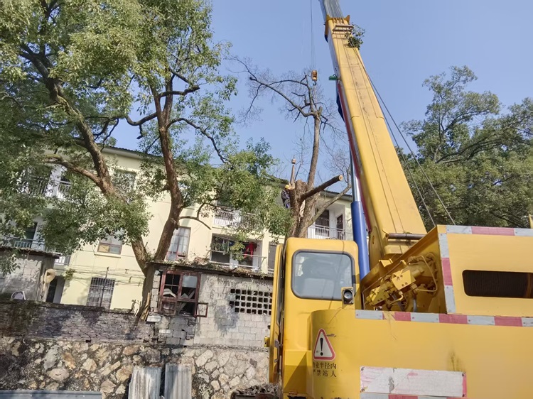 昭山鎮(zhèn)大塘社區(qū)開展“守護(hù)安全，美化環(huán)境”宿舍區(qū)危樹清理活動(dòng)