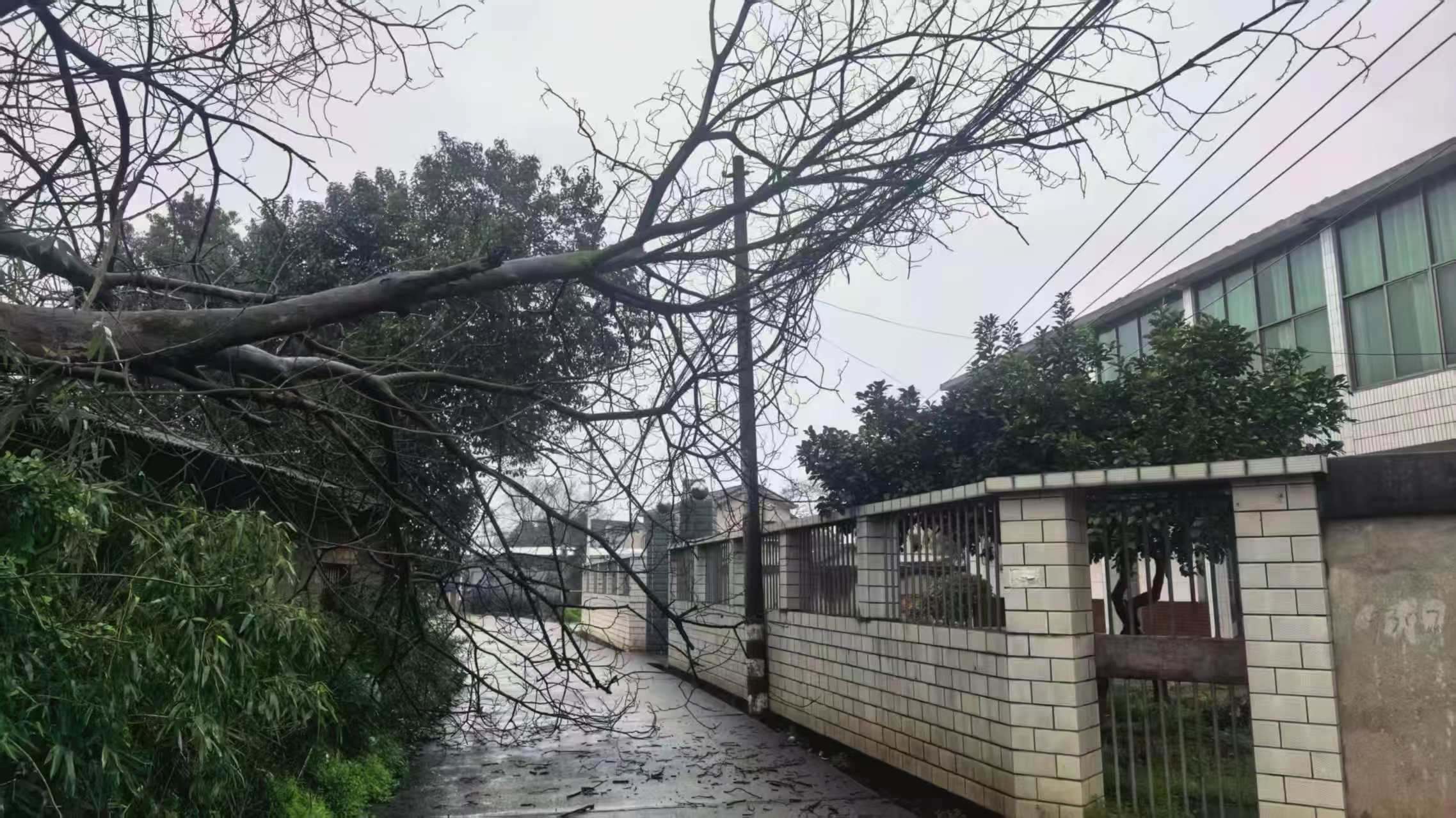 金群村及時處理倒樹擋路隱患